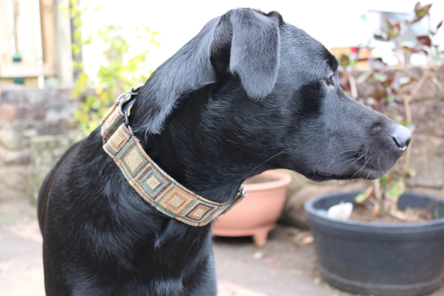 Tapestry  martingale collar