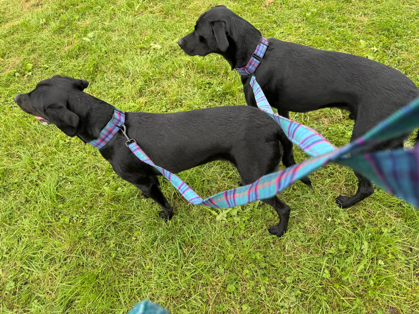 Luna dog lead