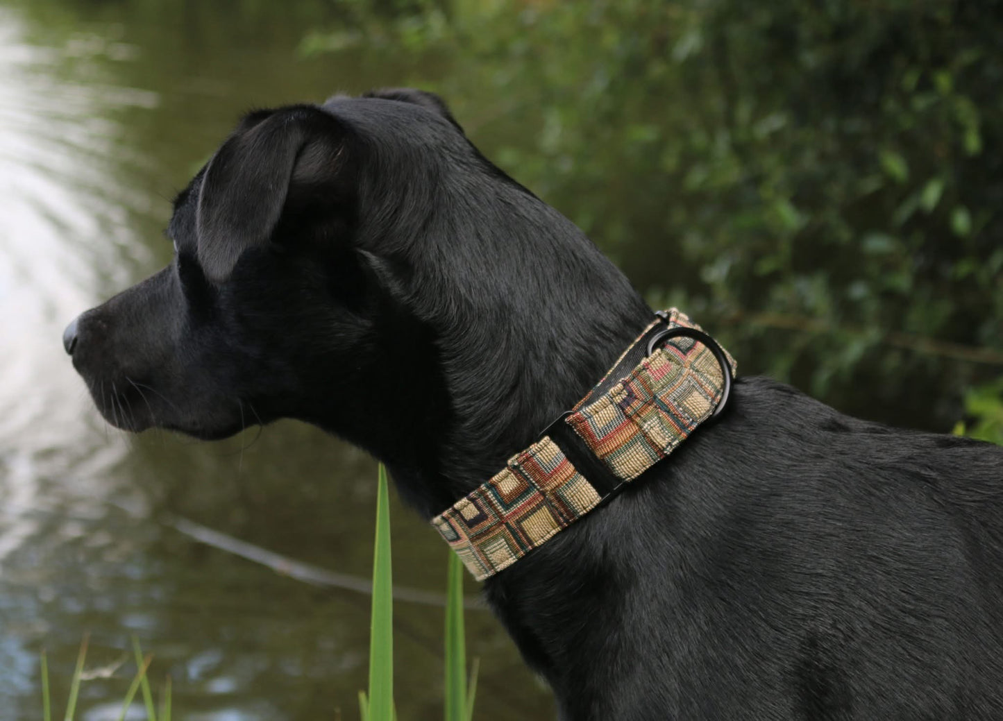 Tapestry  martingale collar