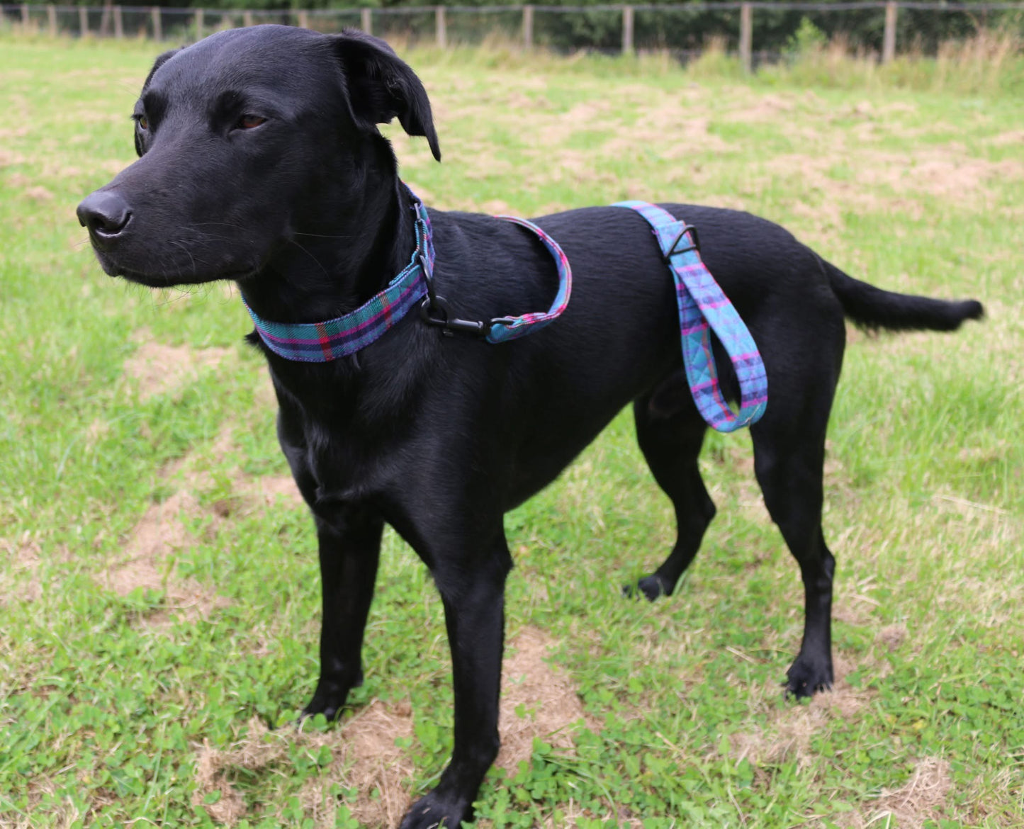 Luna dog lead