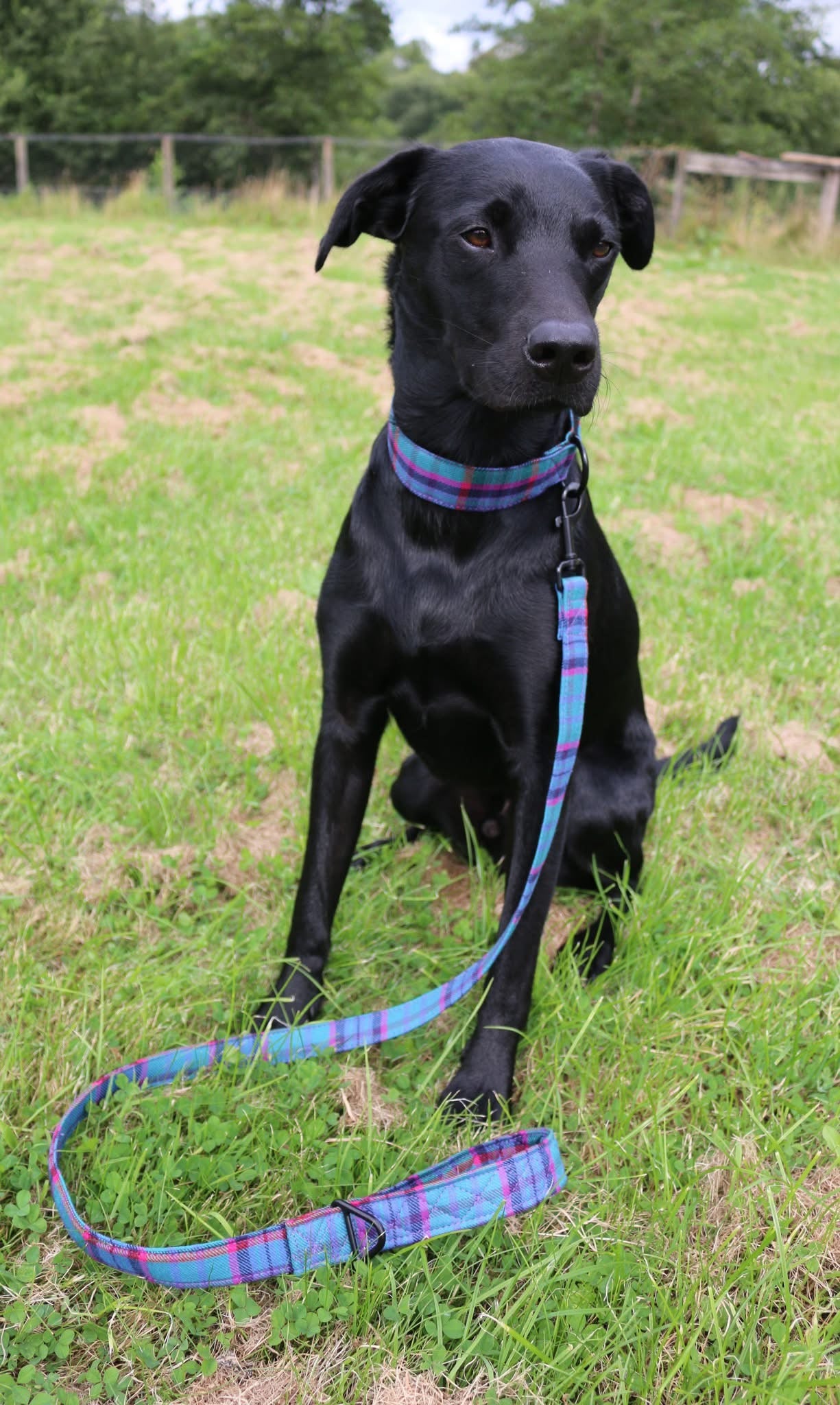 Luna dog lead